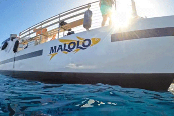 Malolo Whale Watch Maalaea 1