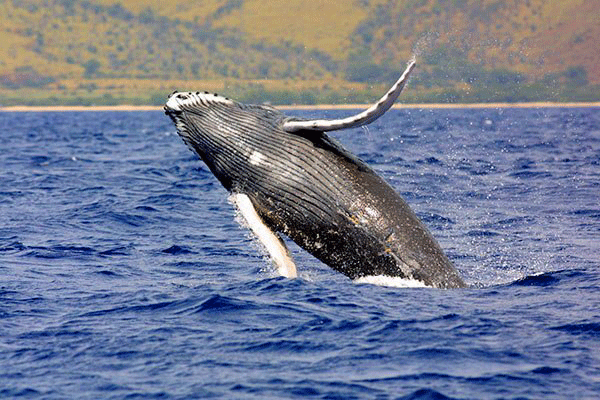 Sail Maui’s Deluxe Sail with the Whales Maalaea 1