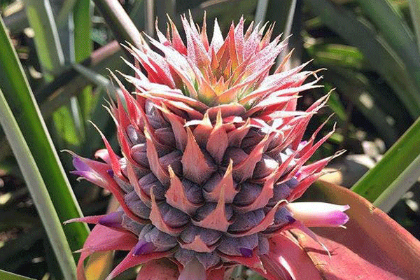 Maui Pineapple Farm Tour 5