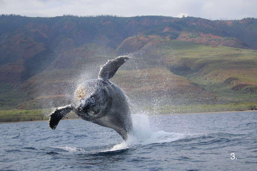 Discounted Ultimate Whale Watch (1.5 hours) 1