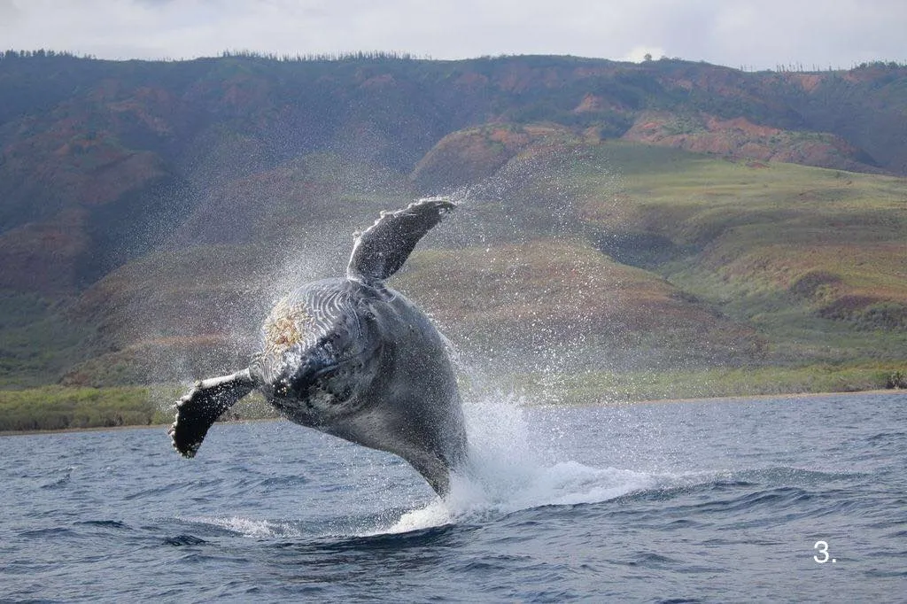 Discounted Ultimate Whale Watch (1.5 hours)