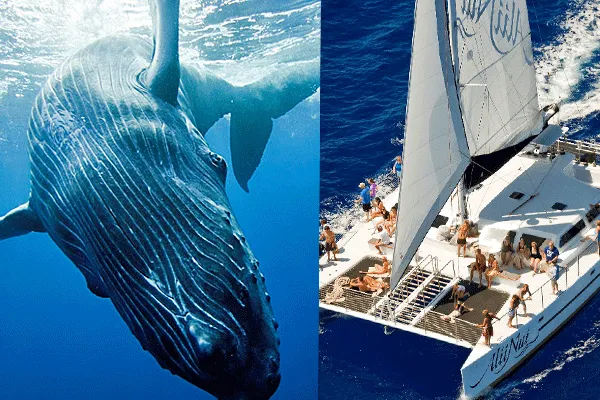 Ali’i Kai Deluxe Whale Watching Sailing