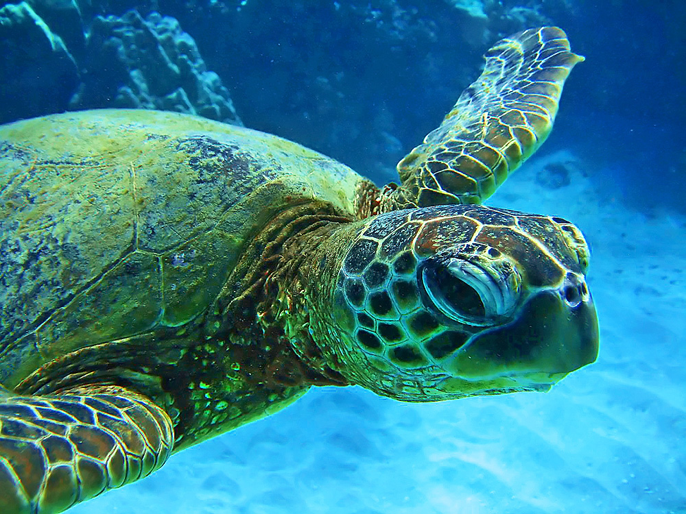 Maui Magic Molokini and Beyond 4