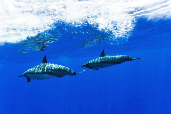 Lanai Snorkel & Dolphin Adventure by Ultimate Whale Watch (4Hrs) 3