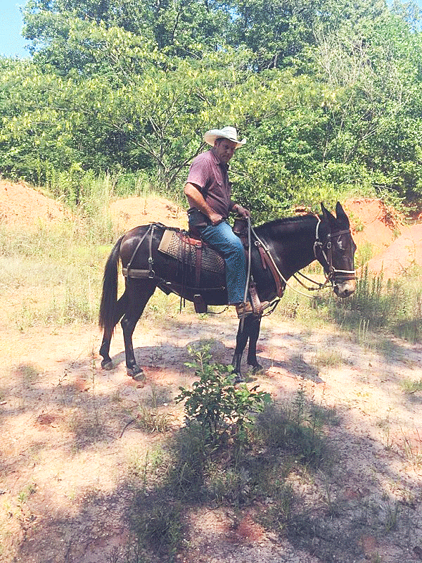 Maui Mountain Activities Morning Horseback Ride 5