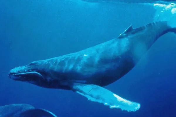 Lahaina Morning Sail with the Whales by Sail Maui