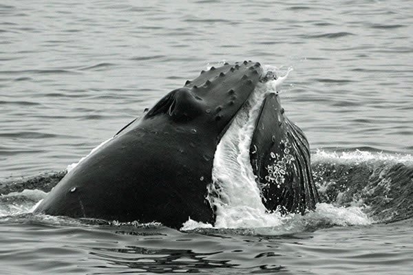 Sail Maui’s Deluxe Sail with the Whales Maalaea 5