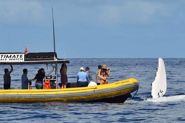 Lanai Snorkel & Dolphin Adventure by Ultimate Whale Watch (4Hrs) 5