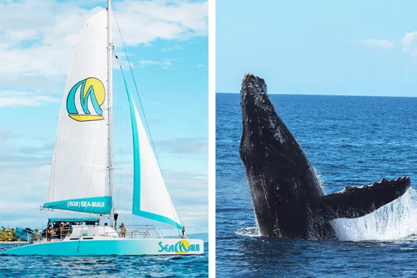 Sea Maui Whale Watch Adventure from Kaanapali Beach