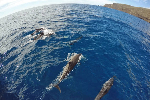 Sail Maui’s Lanai Snorkel & Sailing Adventure 3