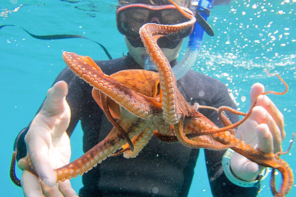 Aqua Adventures Molokini Snorkel & Snuba Adventure 5