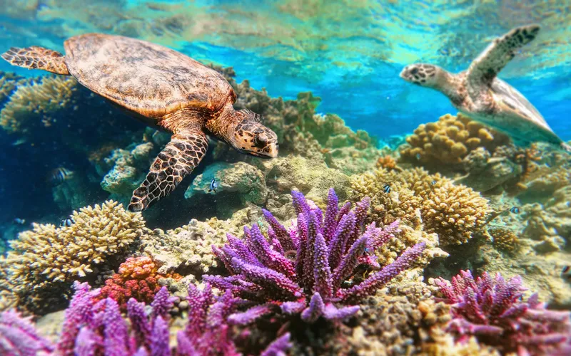 Top 10 Places to See Turtles On Maui