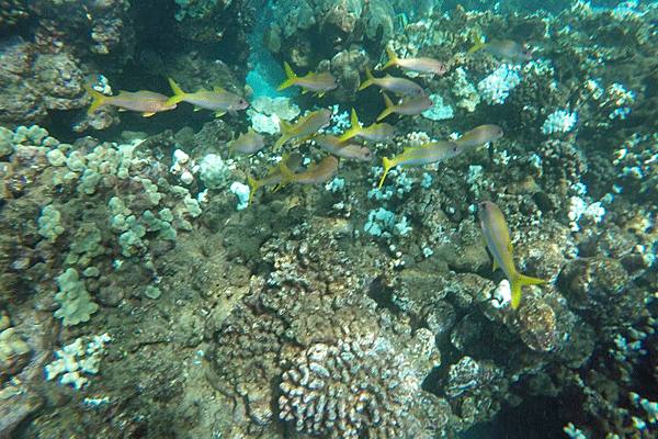 Deluxe Maui Snorkel Tours: Discover Molokini Crater with Sail Maui 4