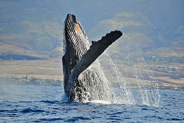Quicksilver Whale Watch Maalaea Specials 2