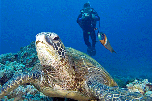 Maui Turtle 2-Tank Dive & Snorkeling by Dive Maui 2
