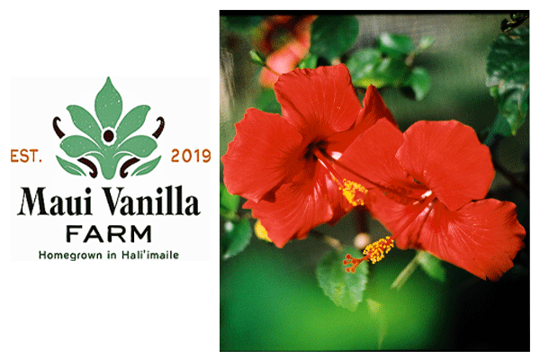 Maui Vanilla Farm Tour 1