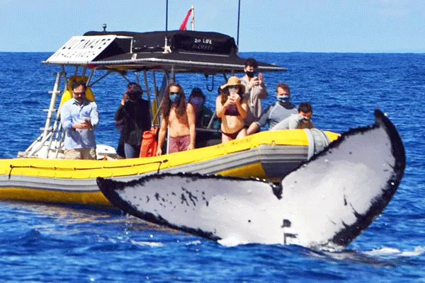 Lahaina Ultimate VIP Whale Watch (2 hours)  Max 12 Participants
