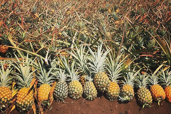 Maui Pineapple Farm Tour 2