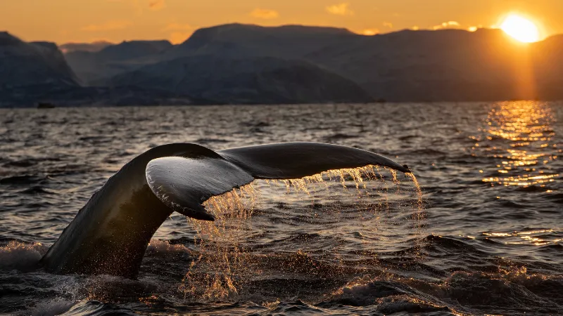 What You Can Expect on a Maui Whale Watching Tour