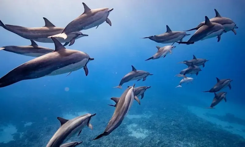 Hawaii Ocean Rafting Lanai Snorkel Dolphin Watch Adventure (5Hr)