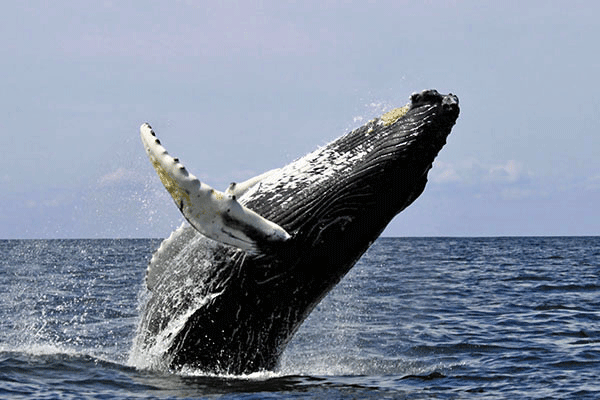 Sail Maui’s Lahaina Midmorning Sail with the Whales 1