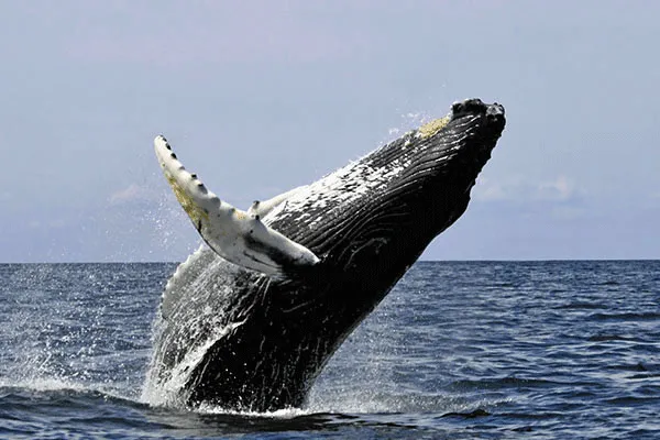 Sail Maui’s Lahaina Midmorning Sail with the Whales