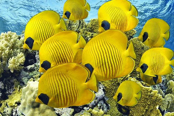 Blue Water Rafting Maui Snorkel Tours: Explore Molokini Crater & Turtle Town 3