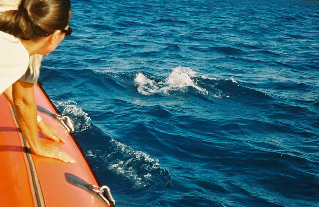 Molokini Snorkel Tour: Snorkelling with Seafire Charters: Top Maui Activity 4