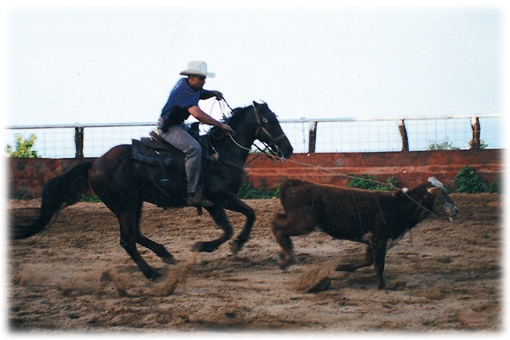 Maui Trail Horseback Rides 4