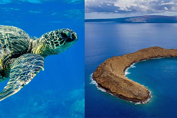 Pride of Maui Molokini and Turtle Snorkel Cruise