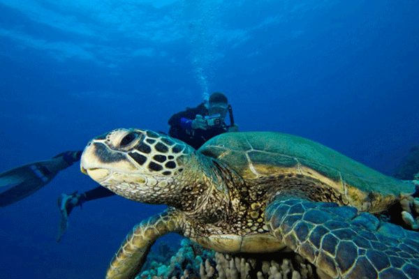 Discover Scuba Diving – Shore Dive by Dive Maui 3