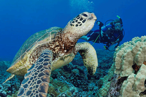 Maui Turtle 2-Tank Dive & Snorkeling by Dive Maui 1