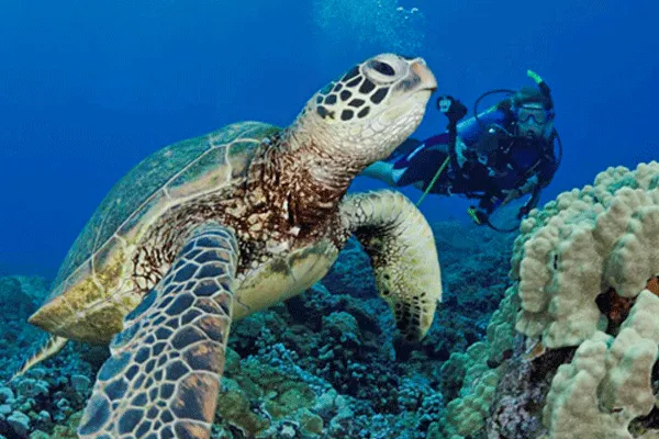 Maui Turtle 2-Tank Dive & Snorkeling by Dive Maui