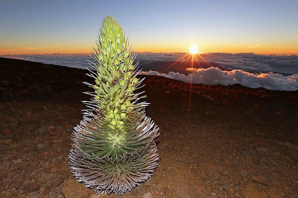 Amazing Haleakala Sunset Tour by PolyAd 3