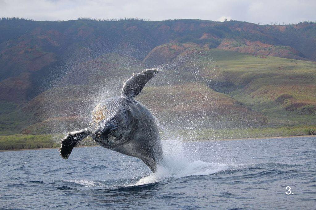 Discounted Ultimate Whale Watch (1.5 hours) 3