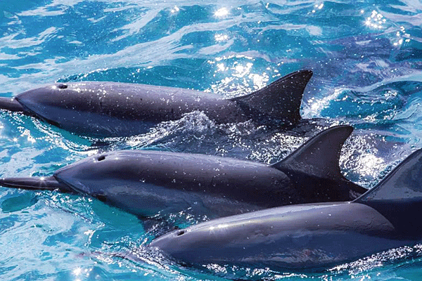 Hawaii Ocean Rafting Dolphin Watch Lahaina (2-Hr) 5