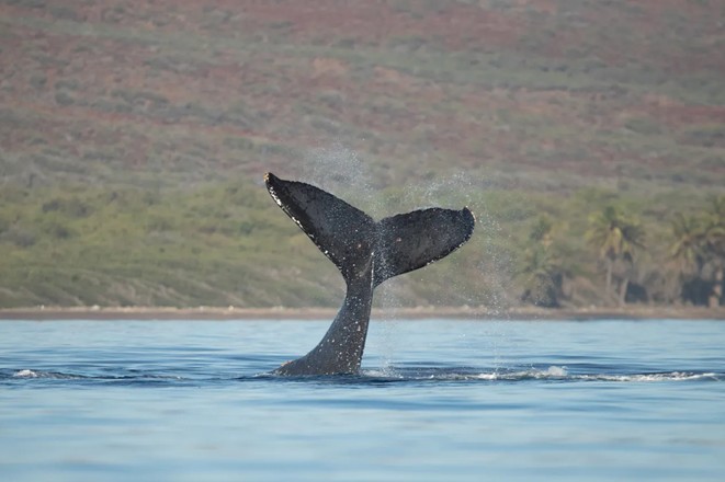 Malolo Whale Watch Maalaea 2