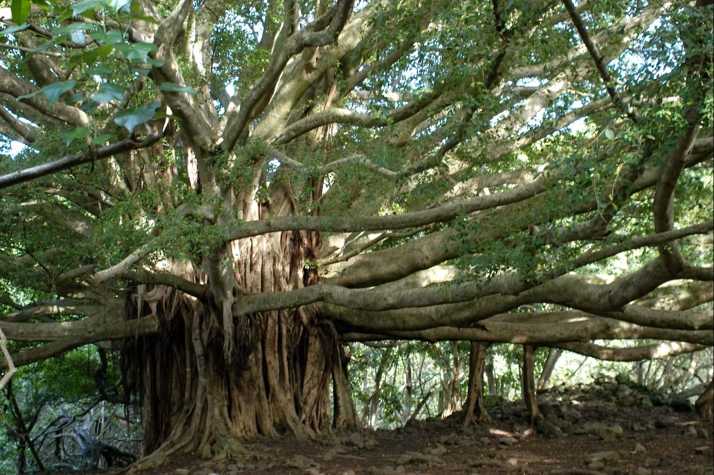 Ultimate Hana Full-Day Hiking Adventure by Hike Maui 3