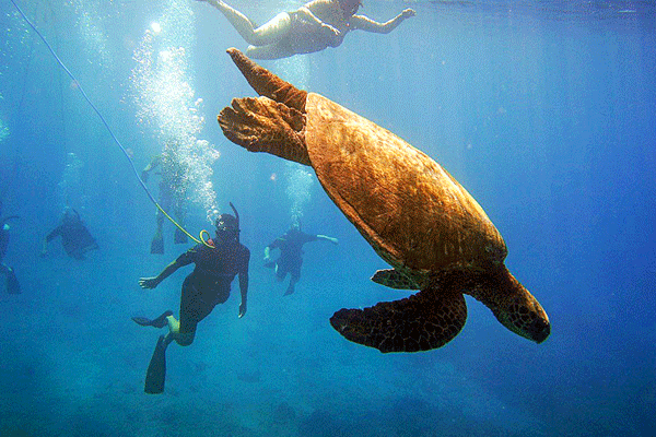 Aqua Adventures Molokini Snorkel & Snuba Adventure 2
