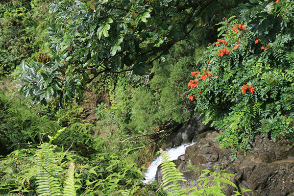 Classic Maui Rappel Adventure by Rappel Maui 5