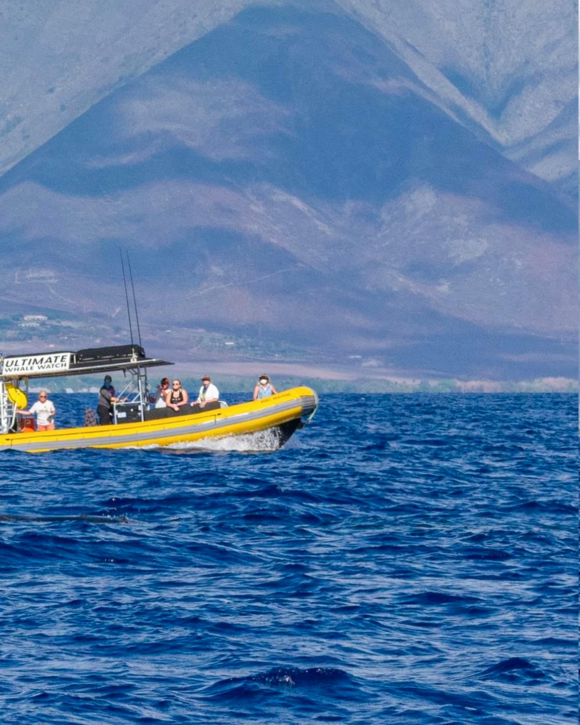 Ultimate Whale Watch Lahaina (2 hours) Maximum 28 Pax 4