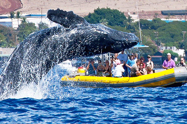 Ultimate Whale Watch Lahaina (2 hours) Maximum 28 Pax 1