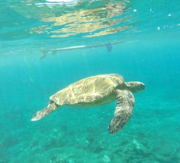 Maui Surf and SUP Private Surfing & SUP Lessons 5