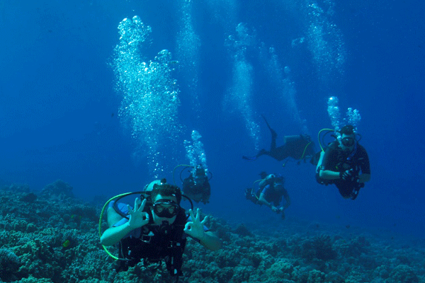 Maui Turtle 2-Tank Dive & Snorkeling by Dive Maui 3