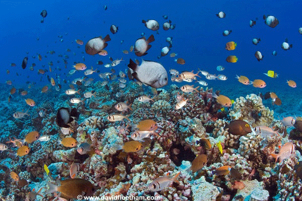 Discover Scuba Diving – Shore Dive by Dive Maui 2