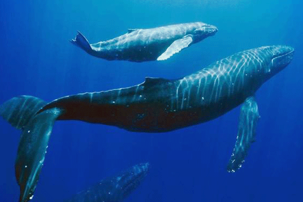 Kihei-Wailea Blue Water Rafting Whale Watch (1.5 Hours) 3