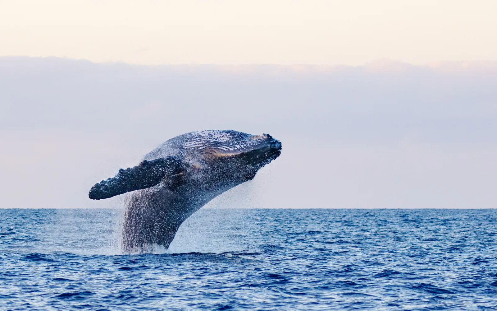 Whale Watching 101: How To See Maui’s Giants Up Close