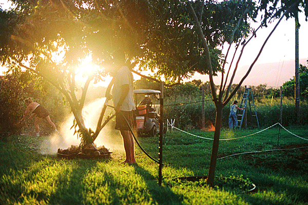 Maui Vanilla Farm Tour 5