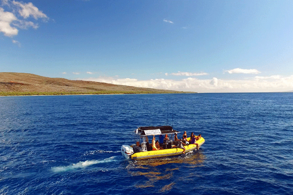Lanai Snorkel & Dolphin Adventure by Ultimate Whale Watch (4Hrs) 4