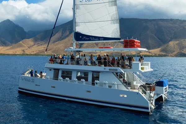 Whale Watching & Snorkel Tour with Four Winds III